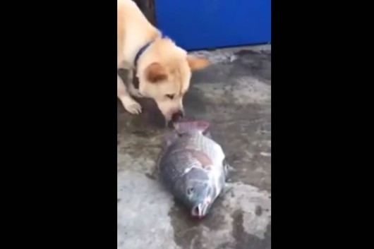 noble perro intenta salvar a un pez fuera del agua